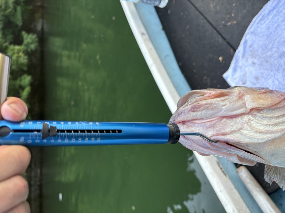 釣果写真4
