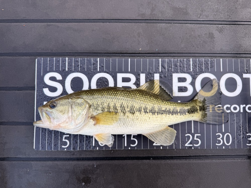 ブラックバスの釣果写真
