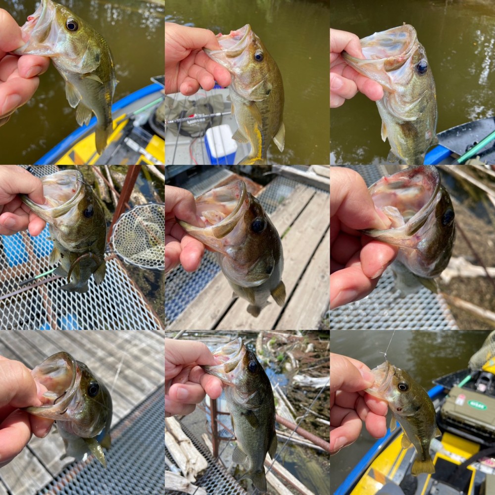 釣果写真4