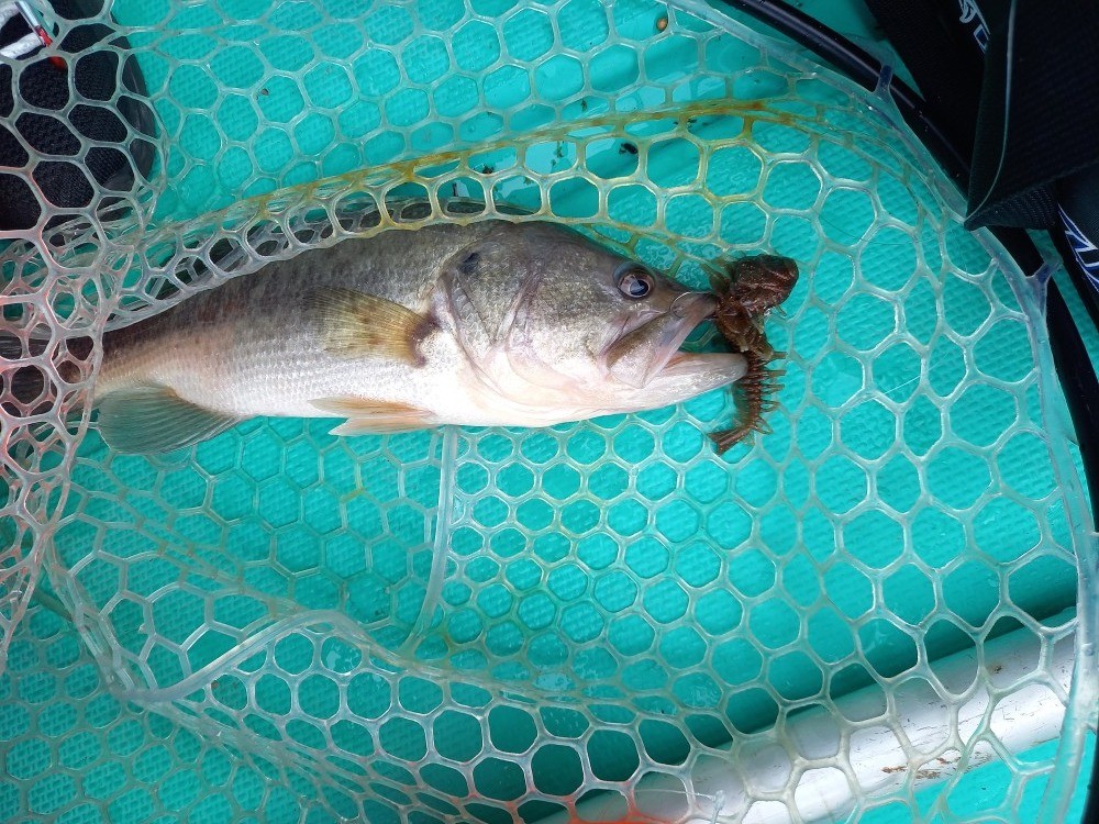 釣果写真1