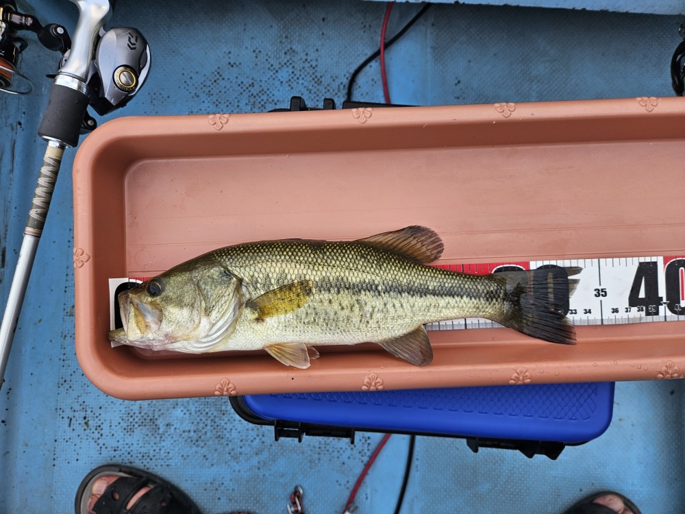 釣果写真2