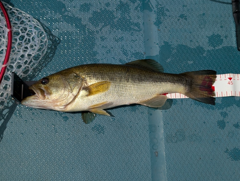 釣果写真2