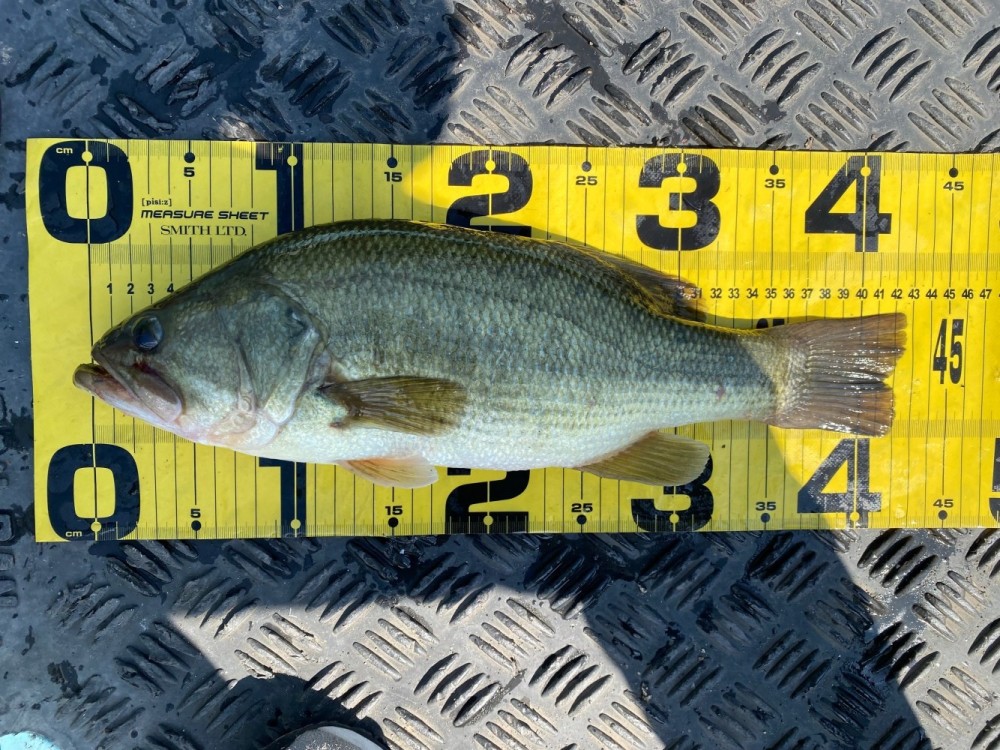 釣果写真2