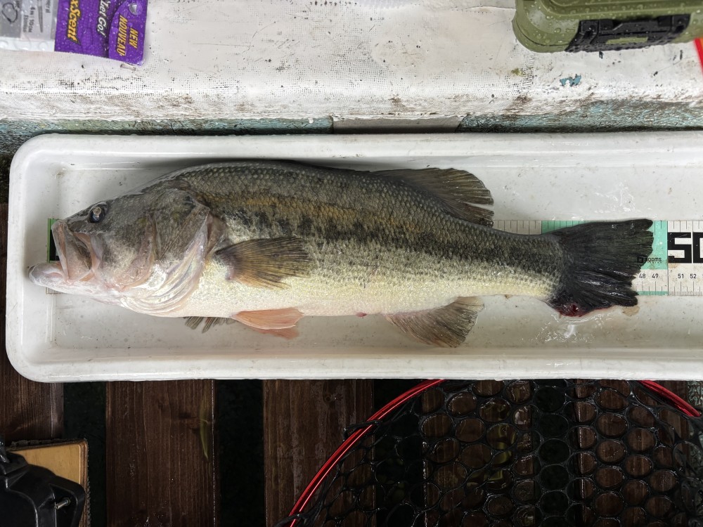 釣果写真3