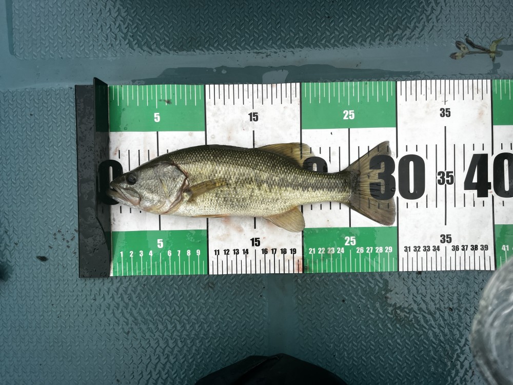 釣果写真2