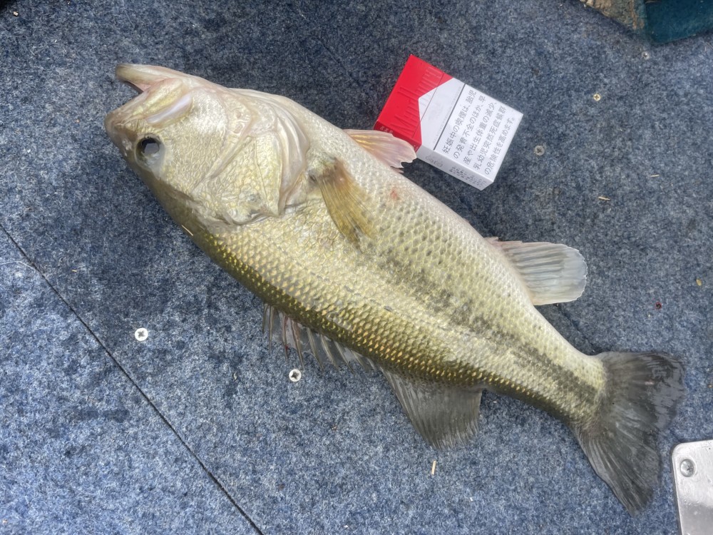 釣果写真1