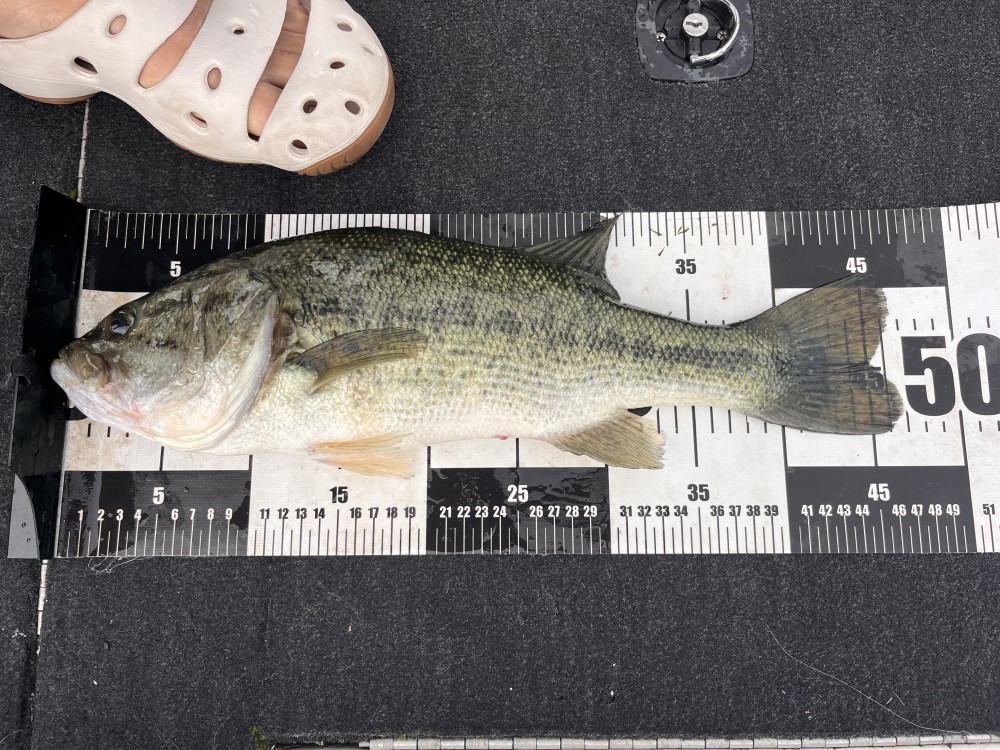 釣果写真2