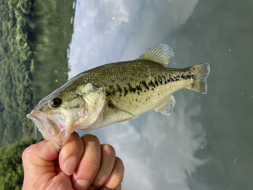 釣果写真3