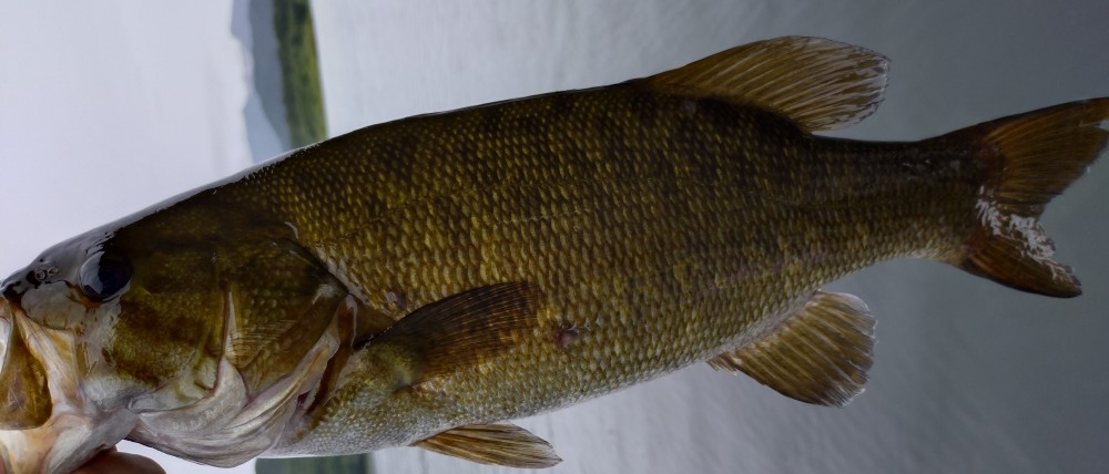 釣果写真1
