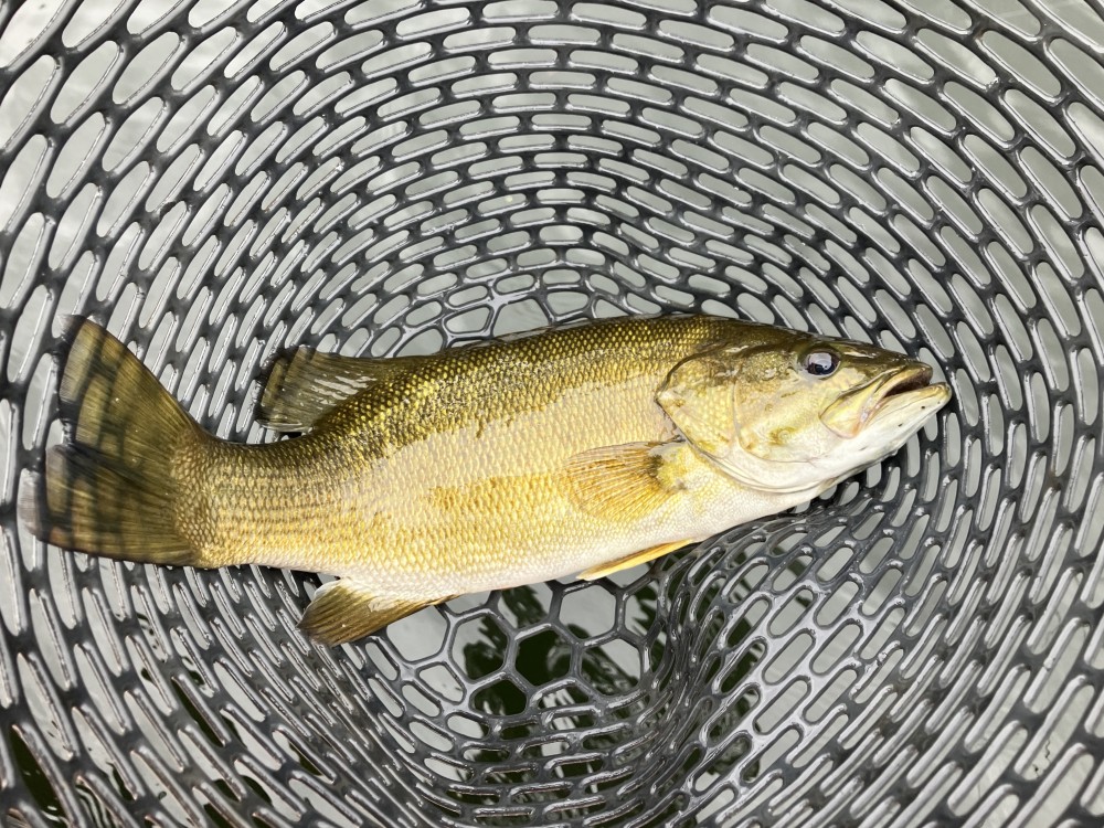 釣果写真5