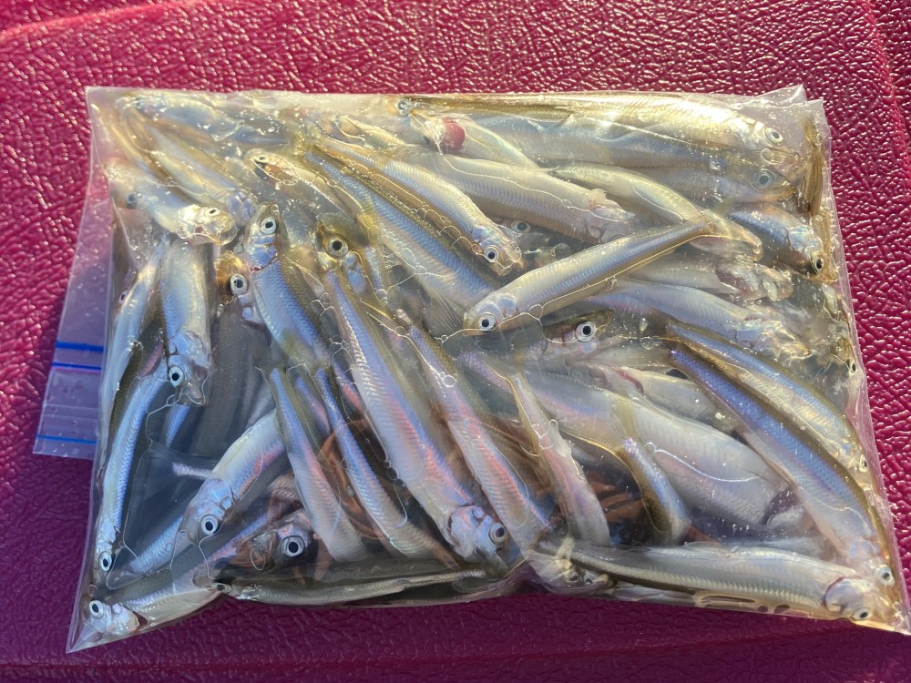 釣果写真5