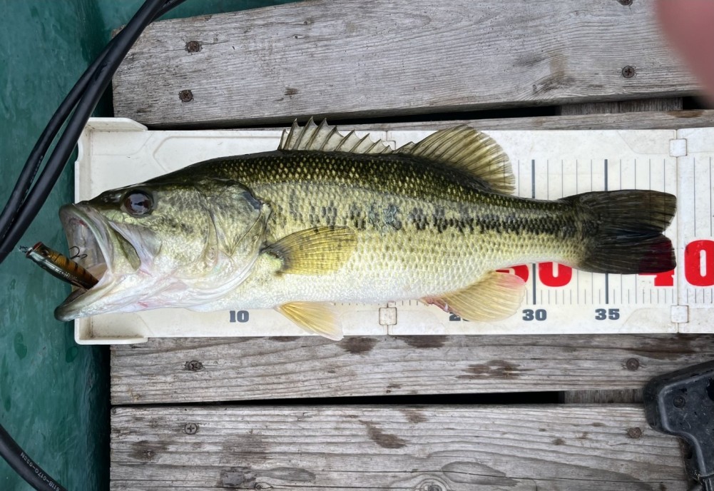 釣果写真4