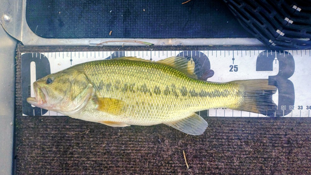 釣果写真2