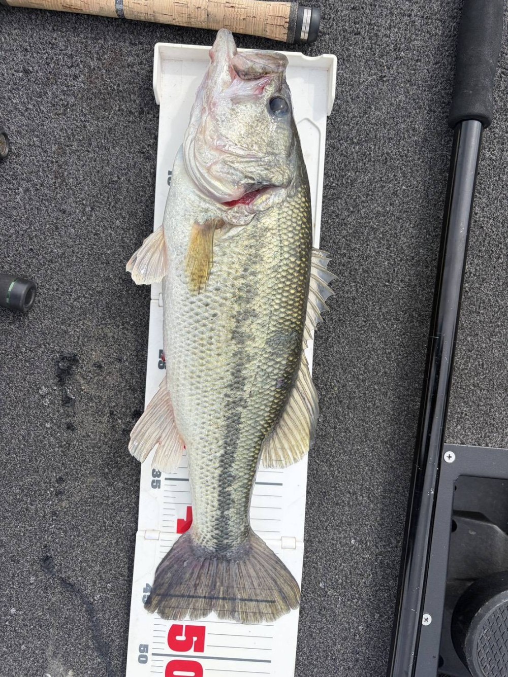 釣果写真7