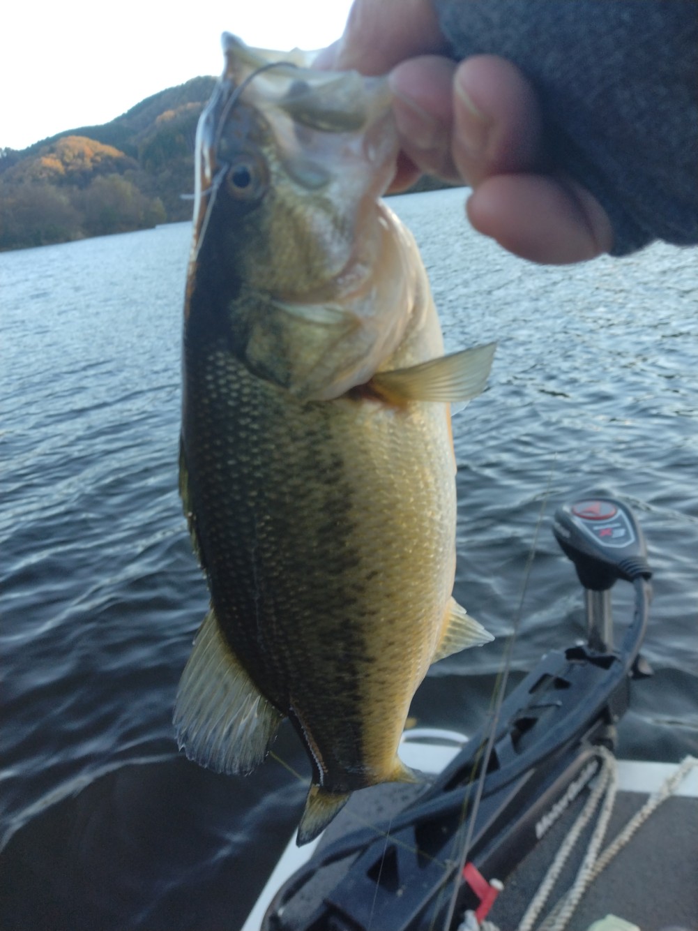 釣果写真2