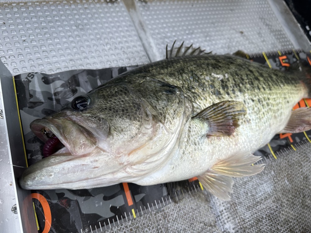 釣果写真2