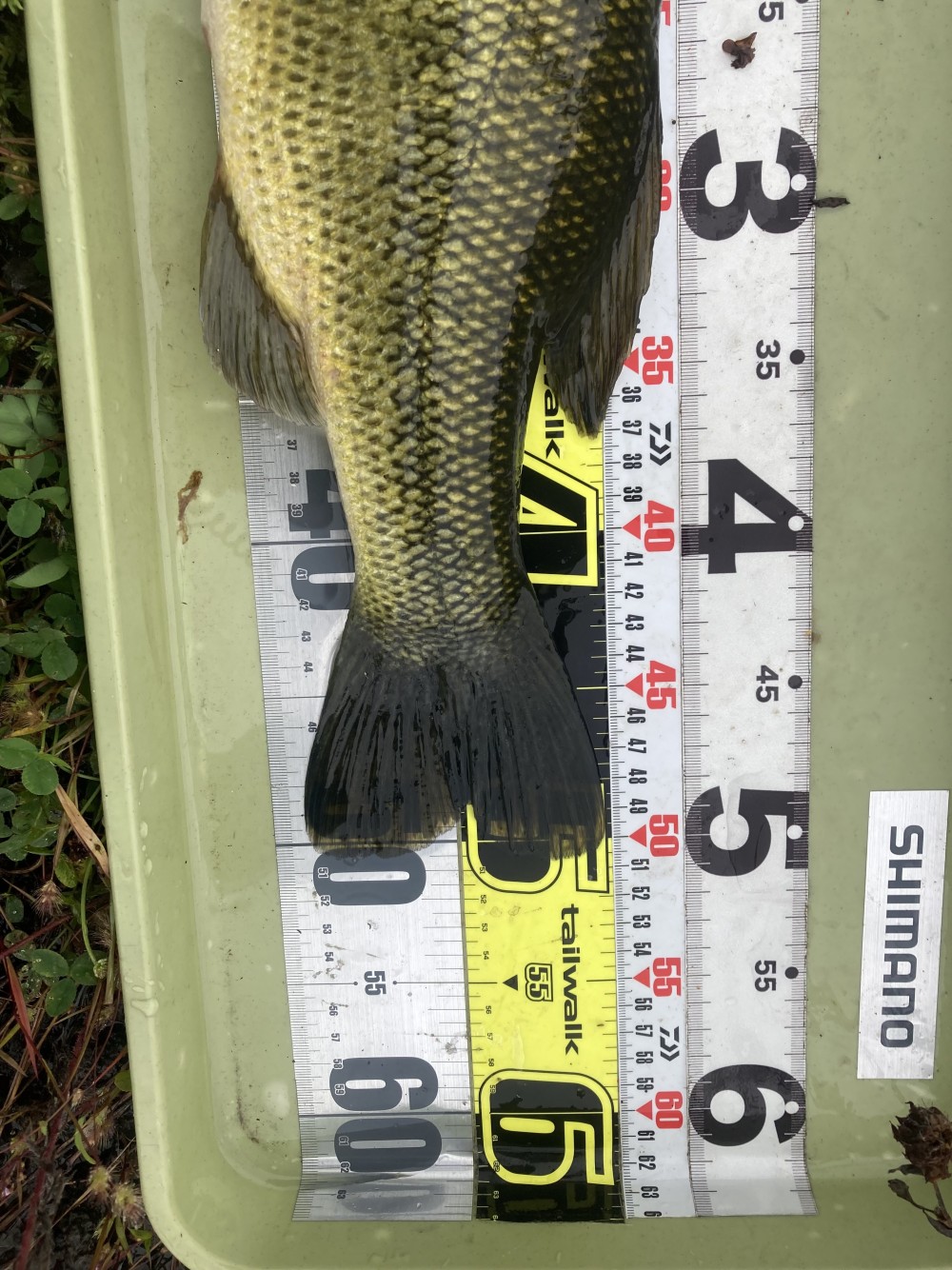 釣果写真2