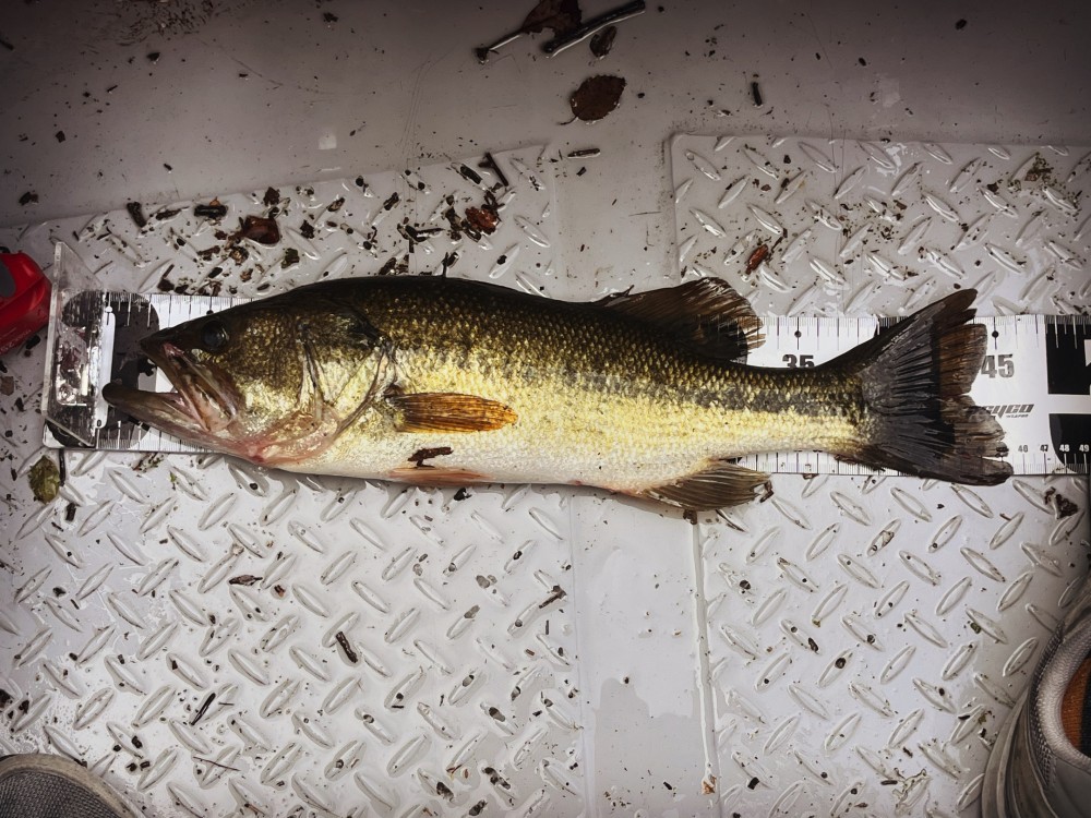 釣果写真2