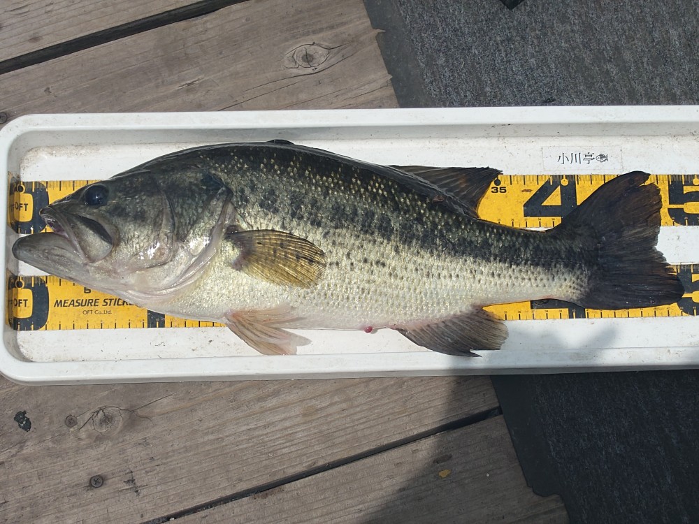 釣果写真2