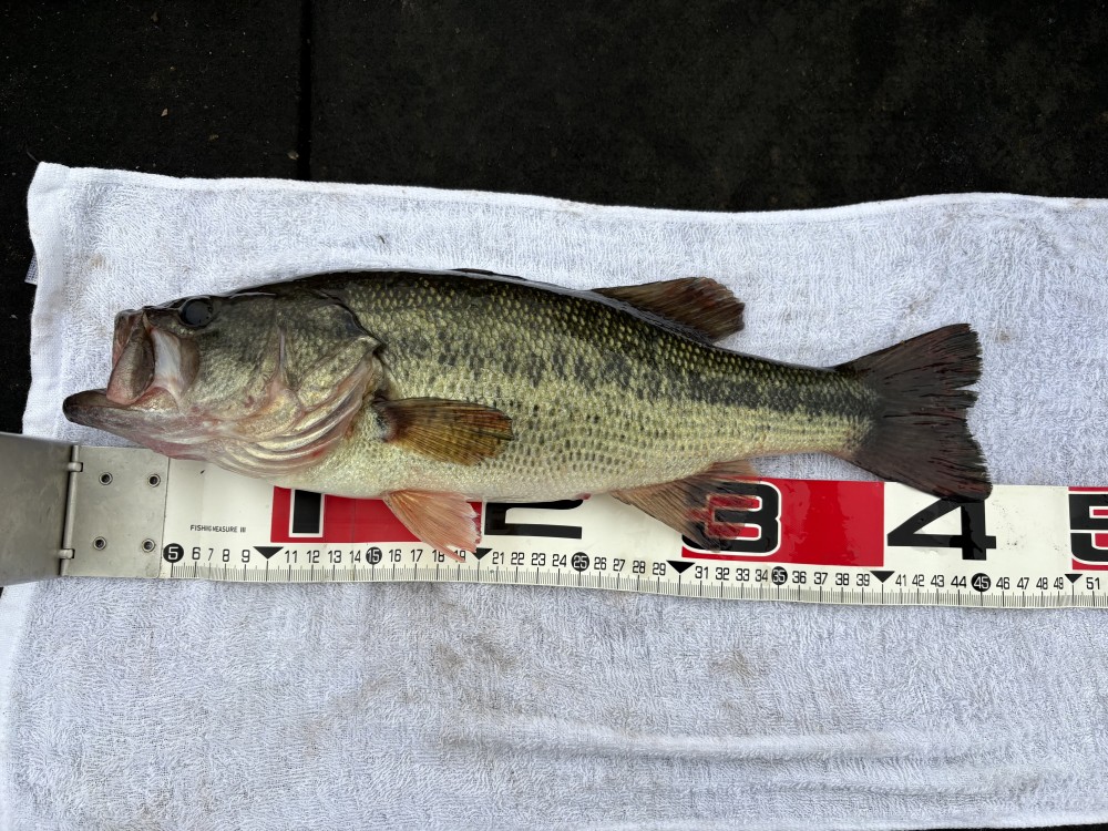 釣果写真4