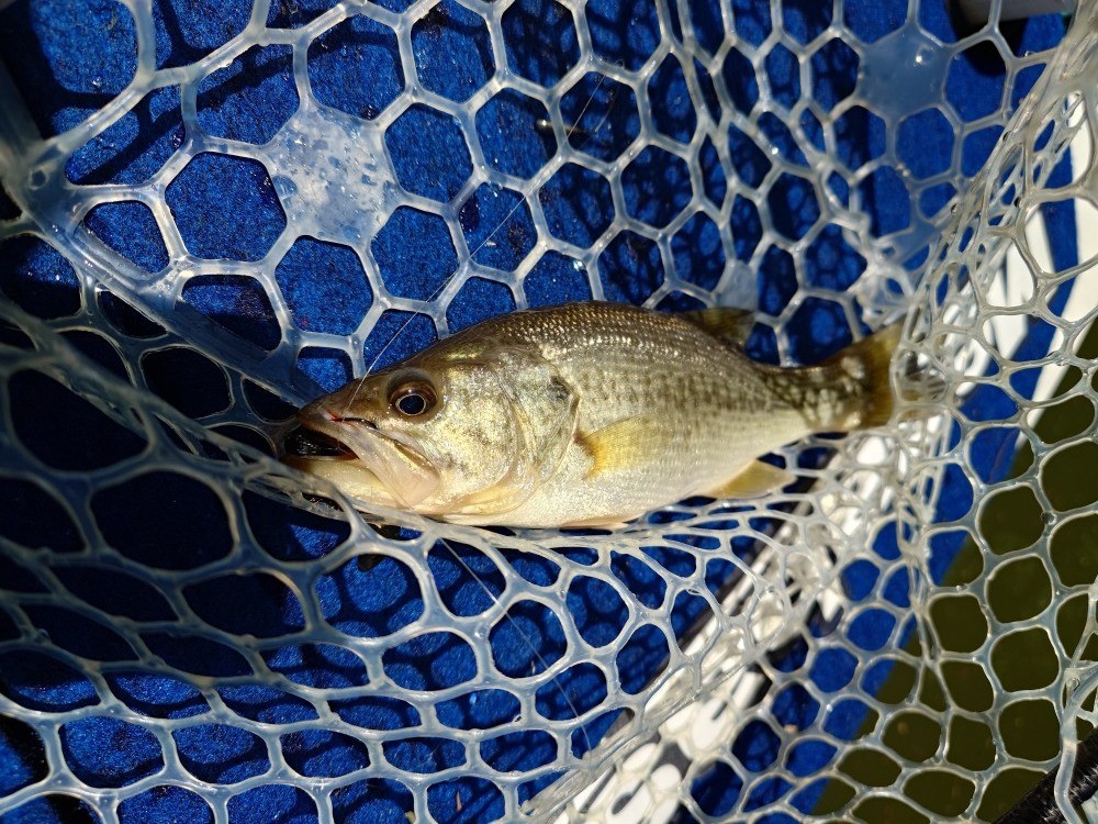釣果写真1