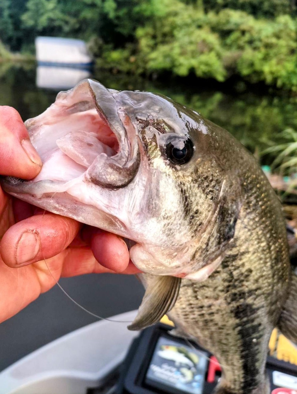 釣果写真2