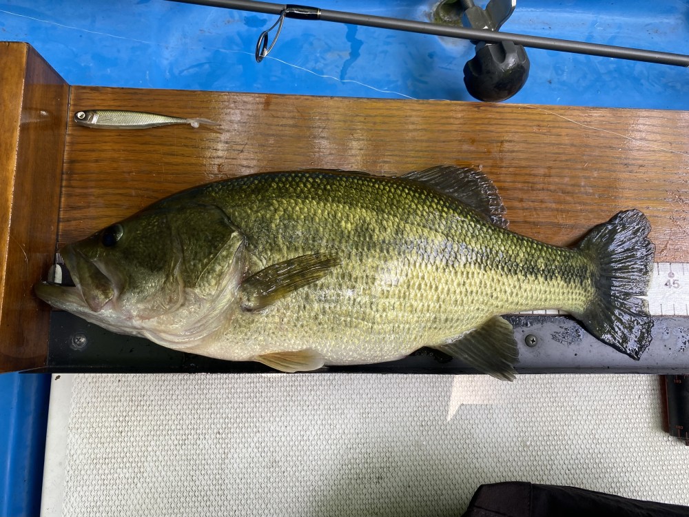 釣果写真2