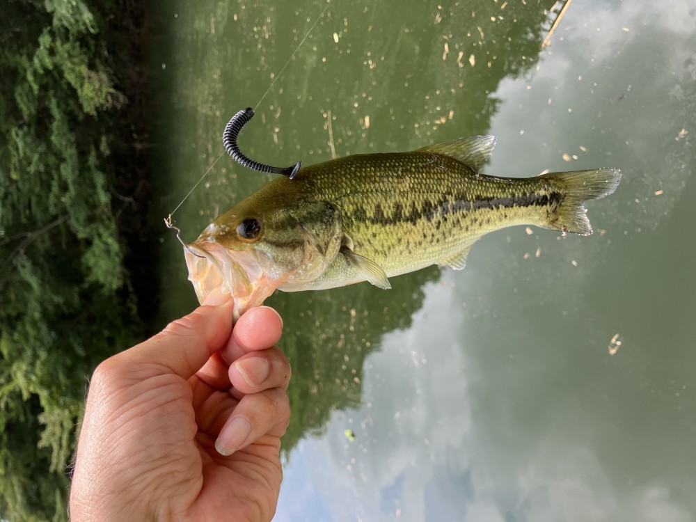 釣果写真2