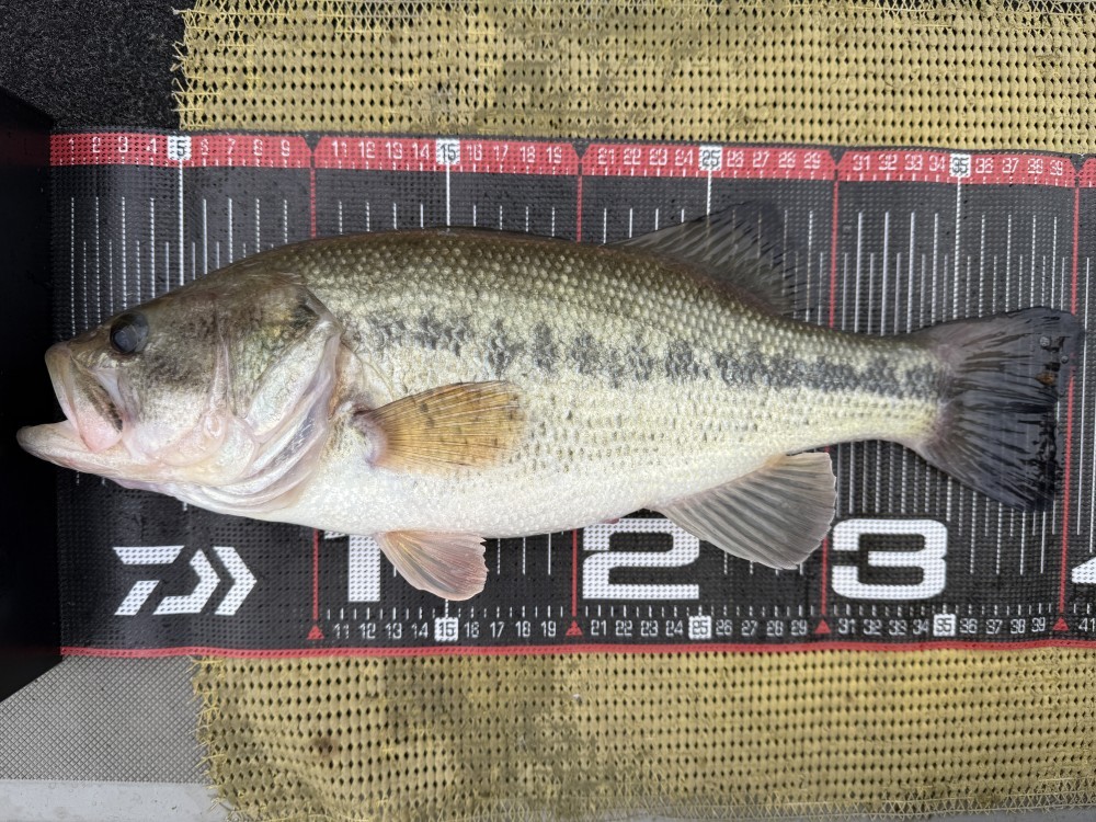 釣果写真2