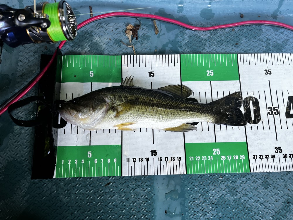 釣果写真4