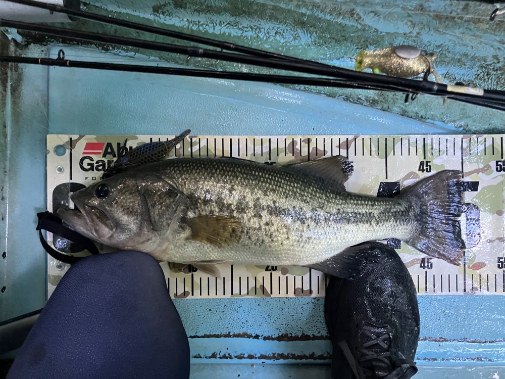 釣果写真1