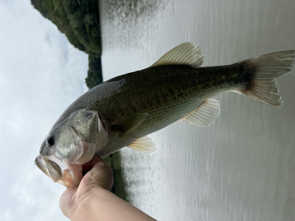 釣果写真3