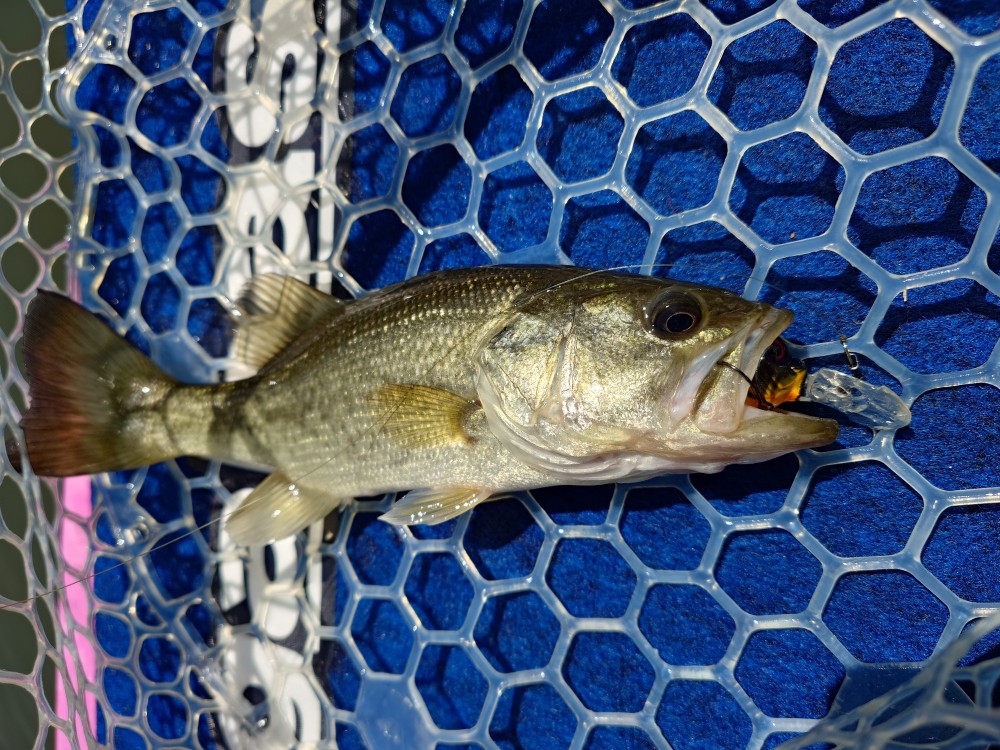釣果写真3