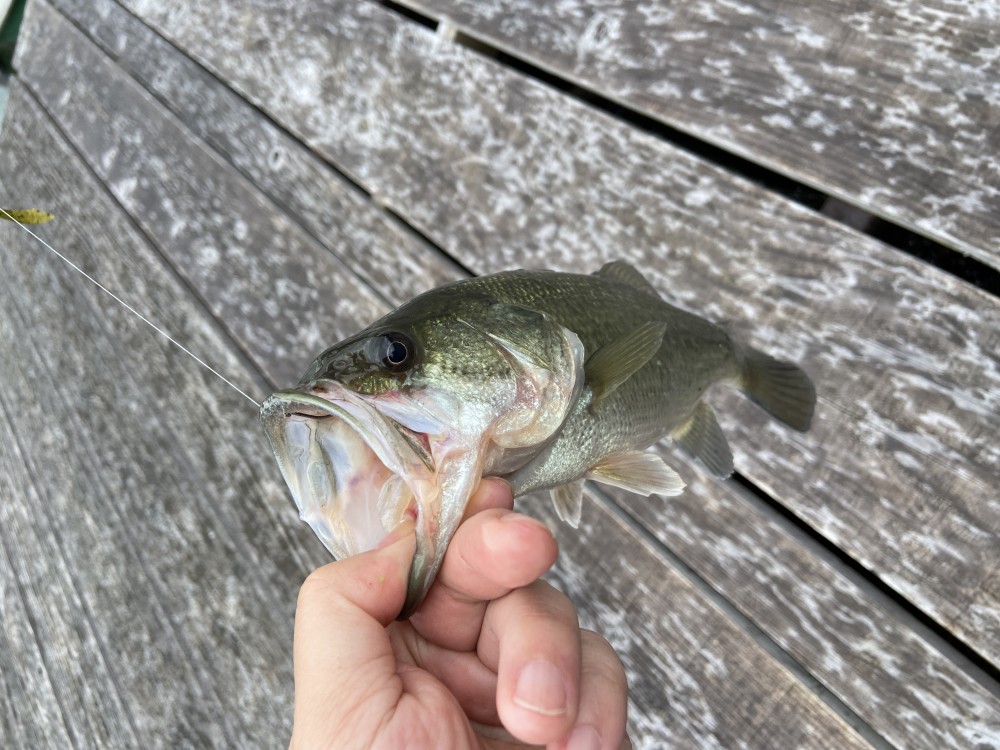 釣果写真9