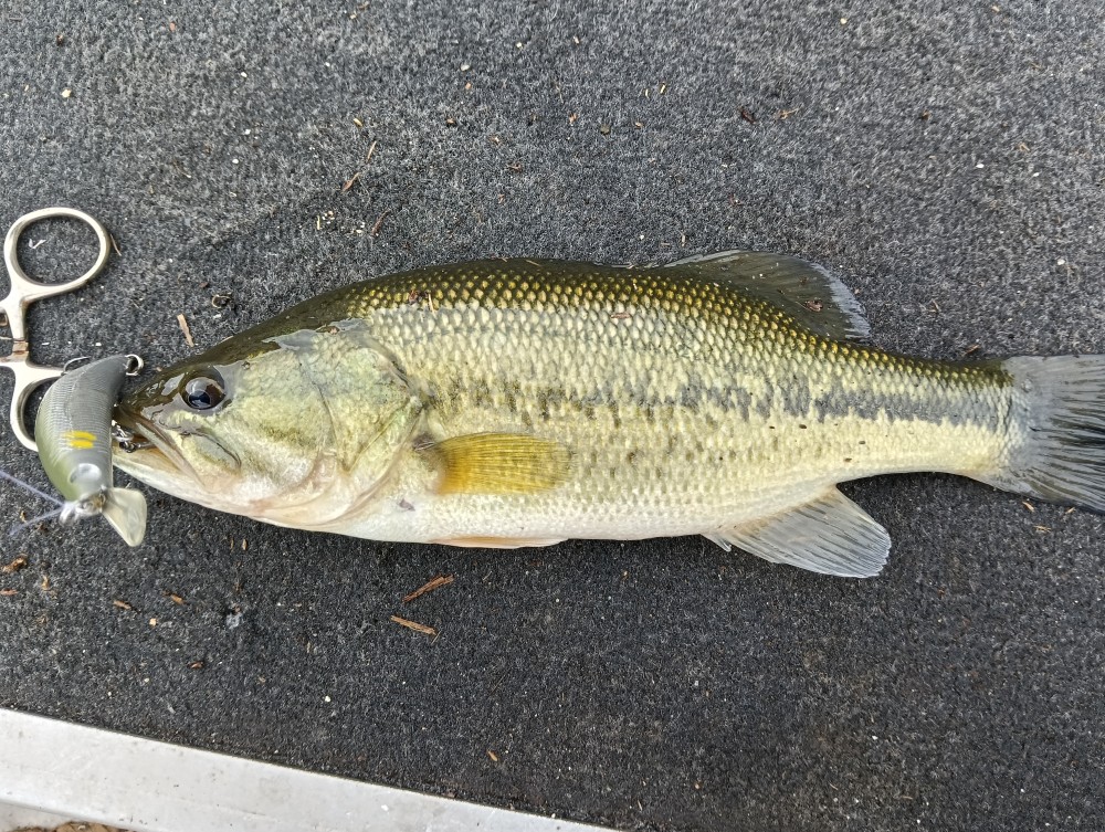 釣果写真2