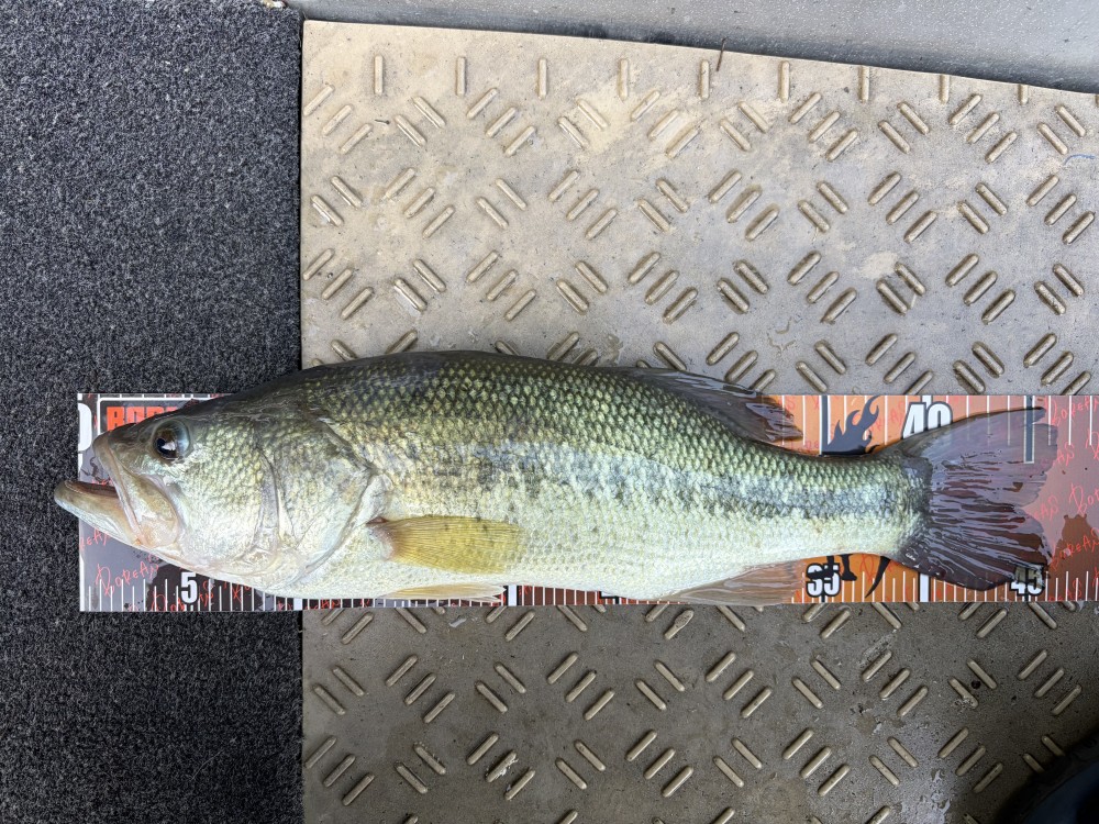 釣果写真1