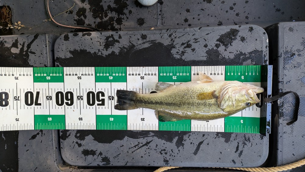 釣果写真2