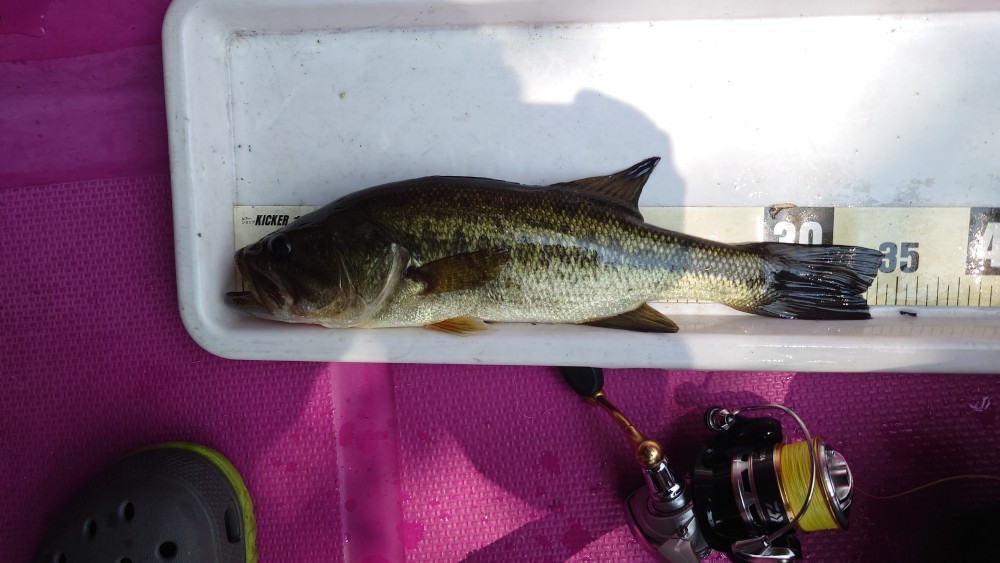 釣果写真2