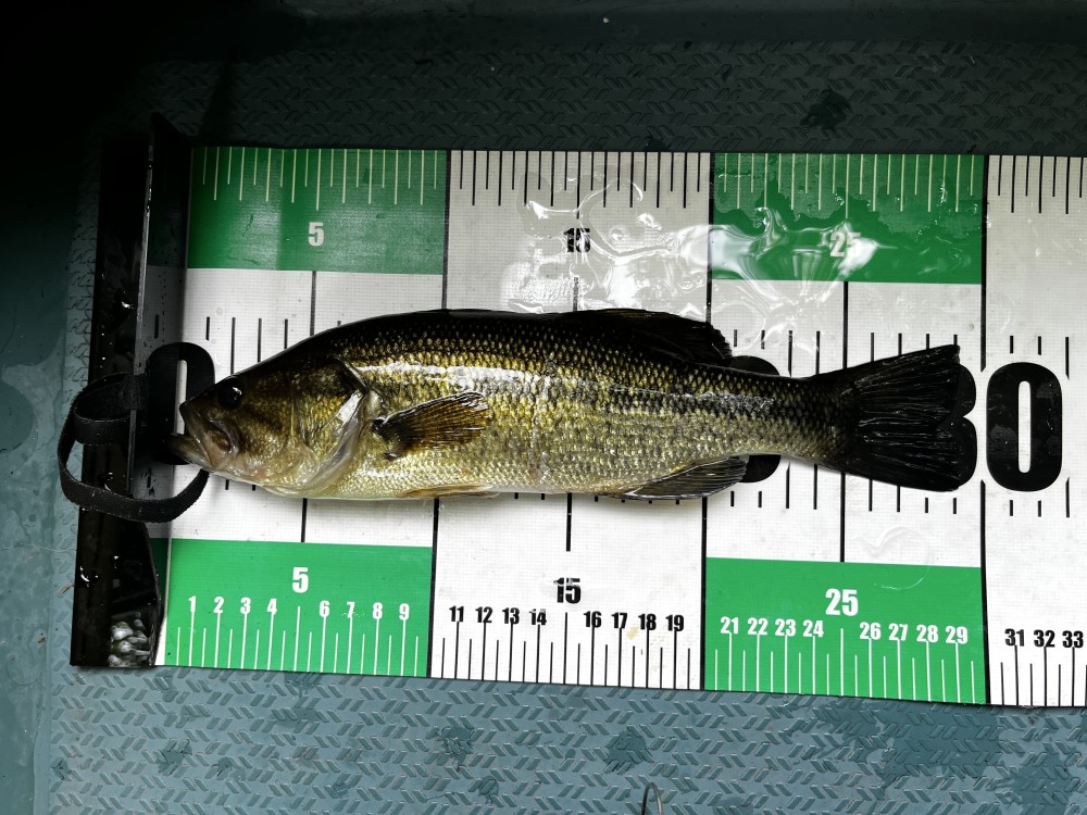 釣果写真2