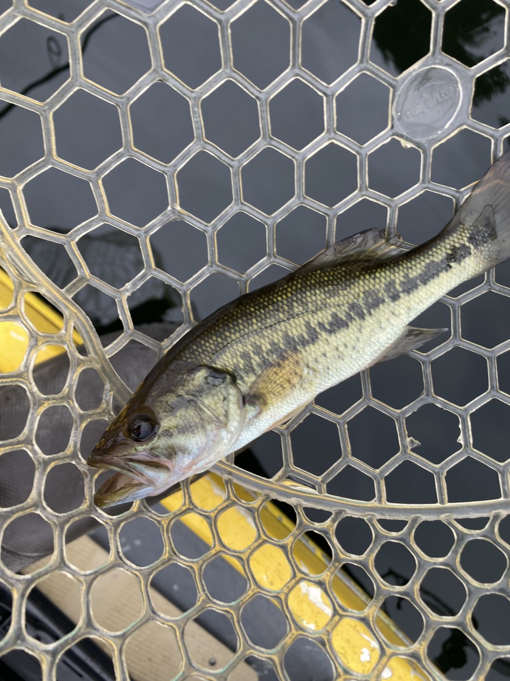 釣果写真3