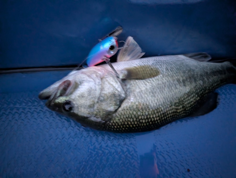 釣果写真4