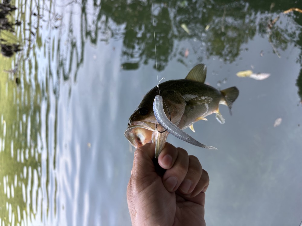 釣果写真2