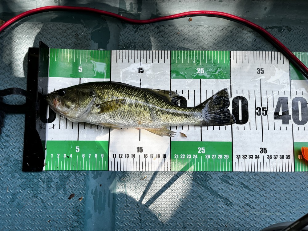 釣果写真2