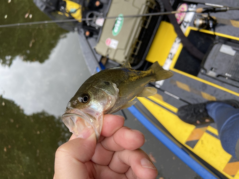 釣果写真8