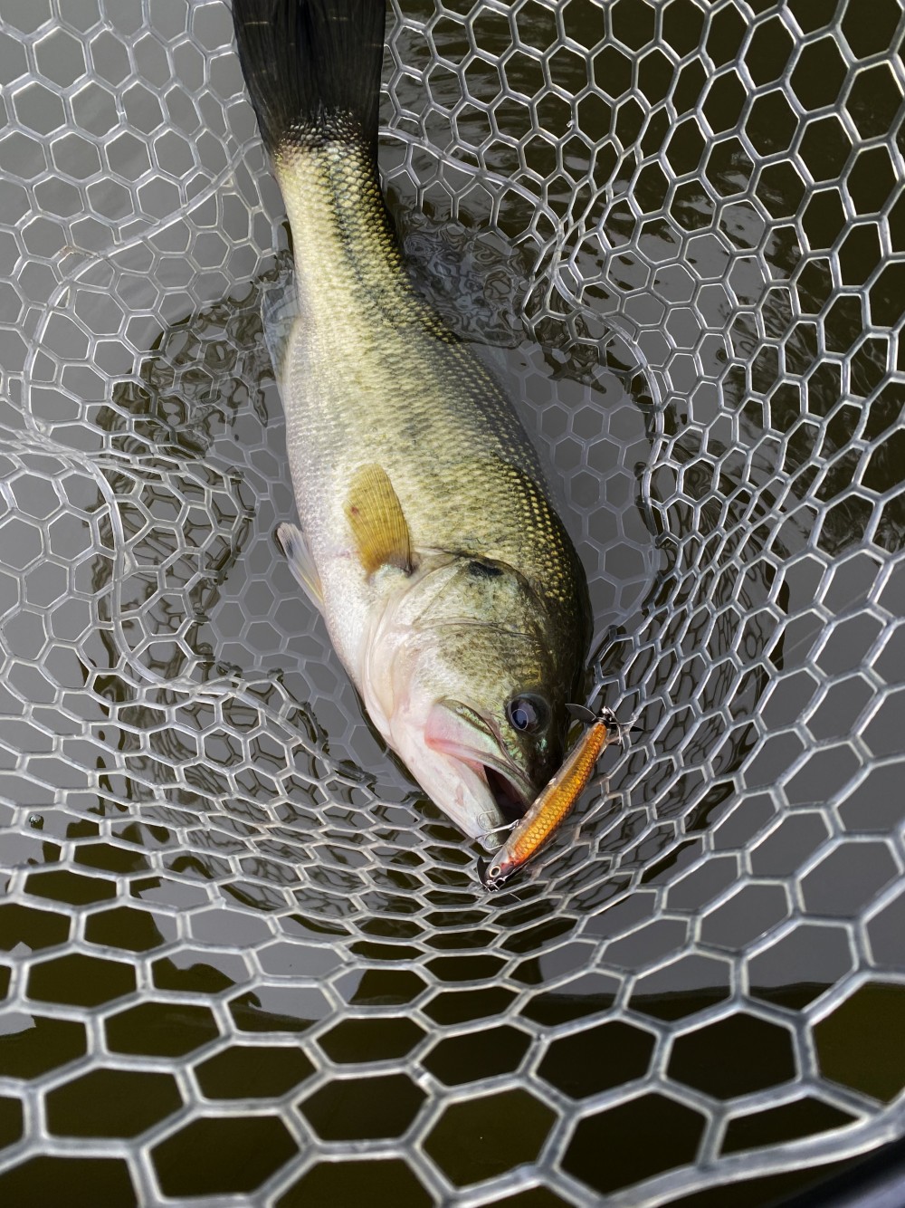 釣果写真2