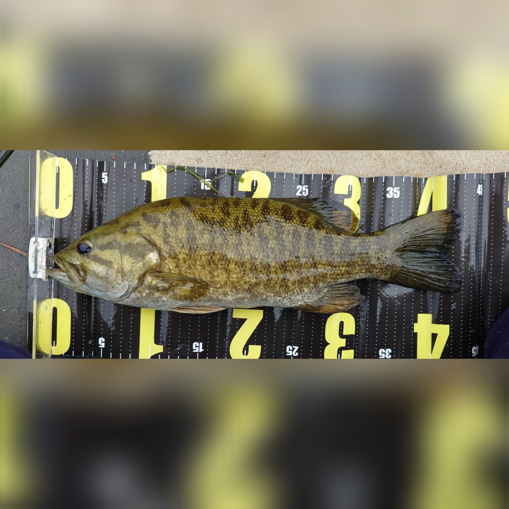 釣果写真2