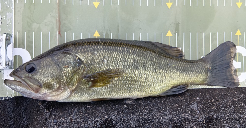 釣果写真1