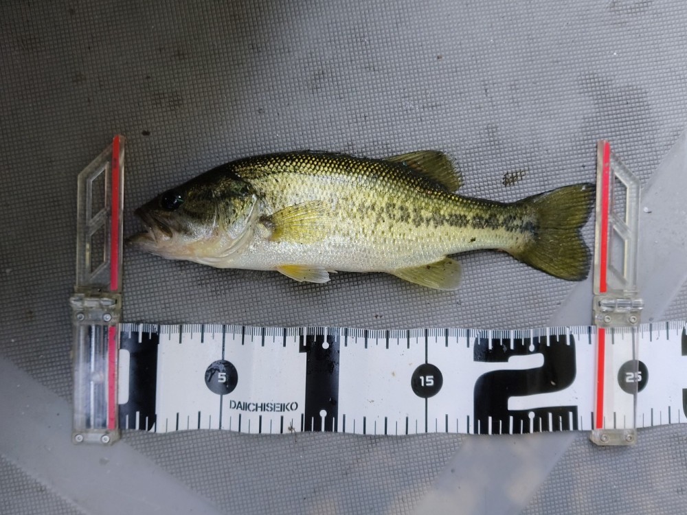 釣果写真2