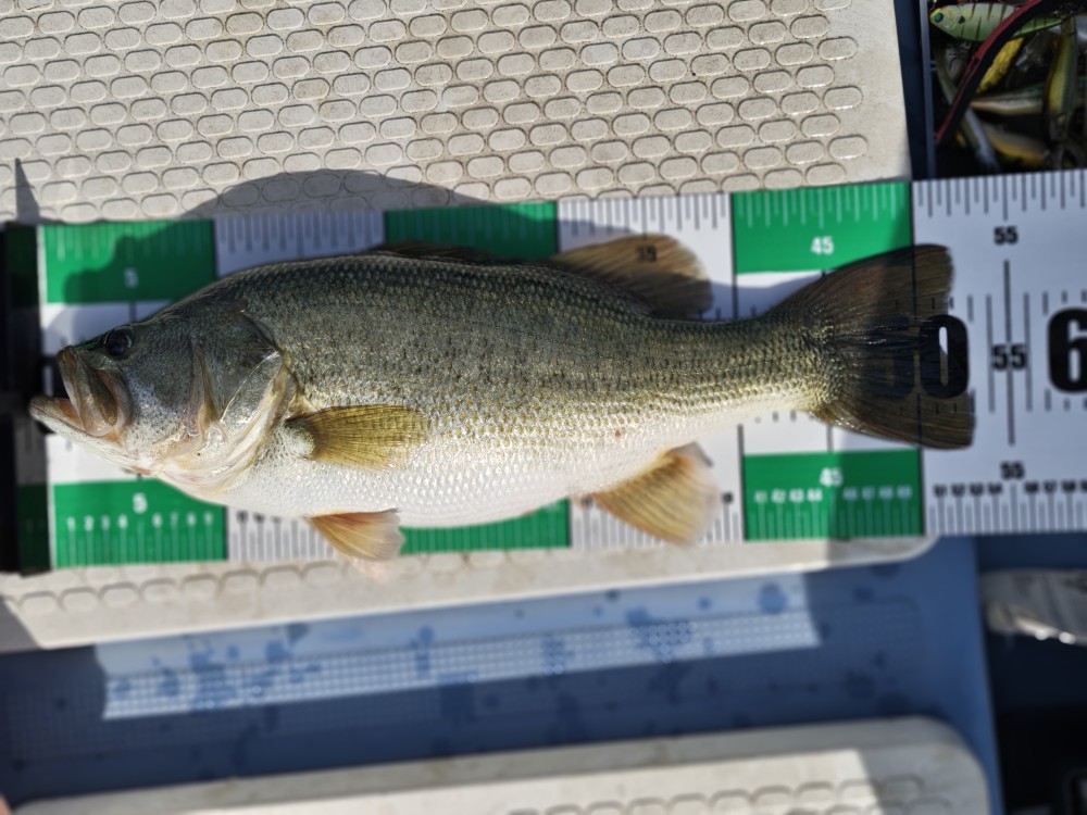 釣果写真2