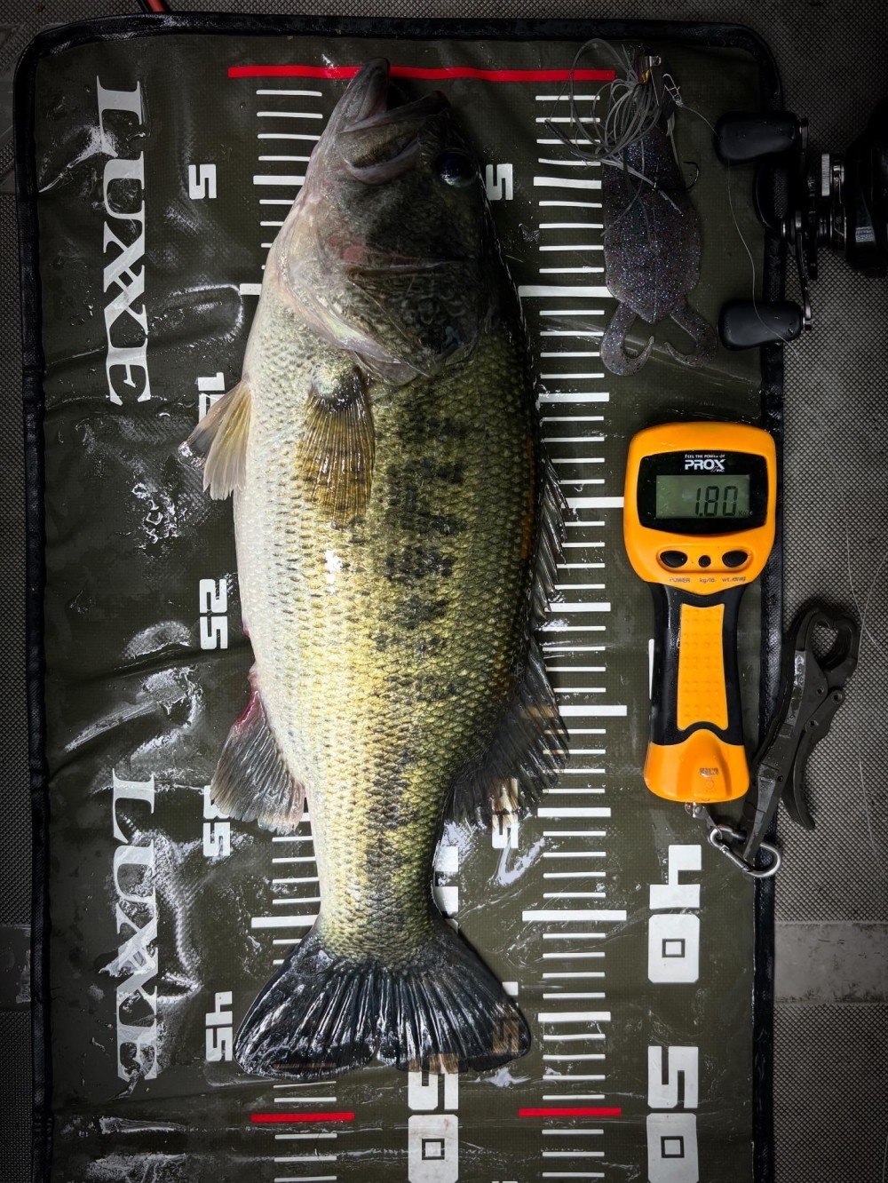 釣果写真4